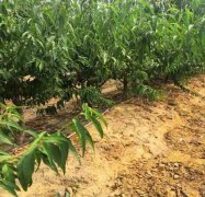 <b>晚熟桃树苗整形修剪原则大只500注册</b>