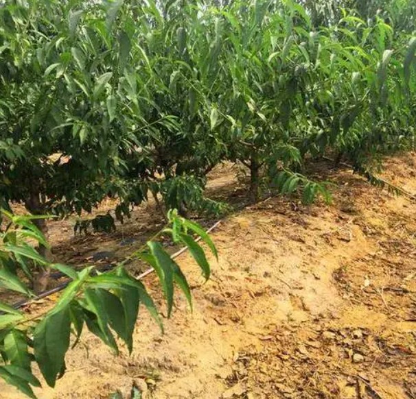 晚熟桃树苗整形修剪原则大只500注册