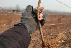 <b>保持桃树苗根系水分的重要性大只500注册</b>