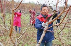 <b>桃树什么时间剪枝?怎么剪大只500注册?</b>
