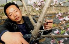 <b>桃树新品种定植后的营养管理大只500注册</b>