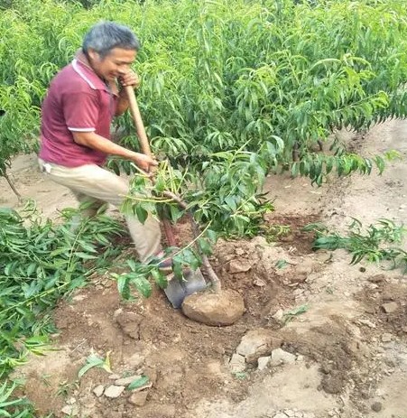 提高油桃苗产量的两点施肥方法大只500注册