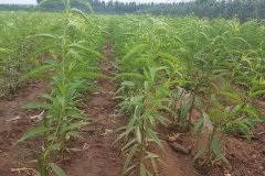<b>桃树苗的节水灌溉知识大只500注册</b>