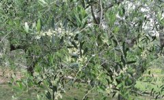 <b>黄桃树苗怎么种植大只500注册</b>
