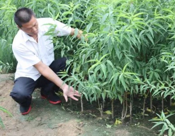 桃树苗什么时候种大只500注册