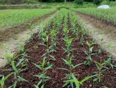 <b>移栽桃苗需要大只500放底肥吗？</b>