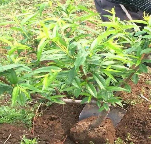 大只500买桃树苗有很棒的招数
