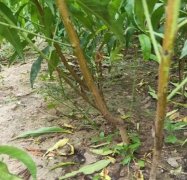 <b>一种防止桃树苗腐烂的方法大只500注册</b>