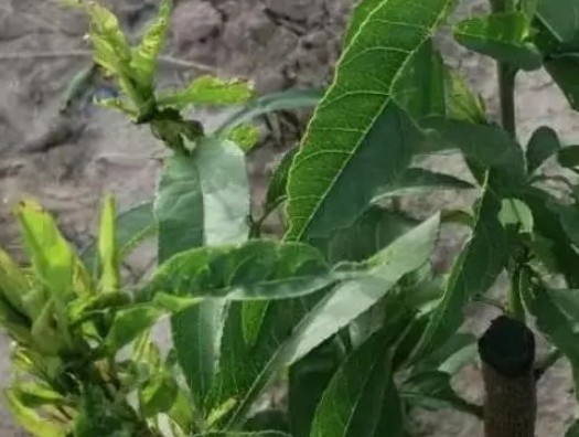 分享桃苗缺铁的症状和解决方法大只500