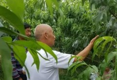 <b>延长桃苗贮藏期金牌大只有哪些措施</b>