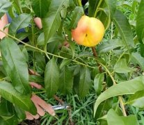 <b>大只500桃树苗的生物学结构特征</b>