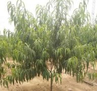 <b>桃树苗休眠期管理办法大只500注册</b>
