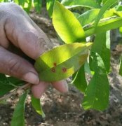 <b>桃树苗细菌性穿孔病的防治措施大只500注册</b>