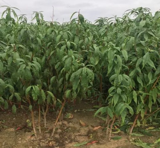 桃树苗的价格会在哪些方面受到影响大只500