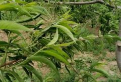 <b>大只500正确掌握桃树苗疏花疏果</b>