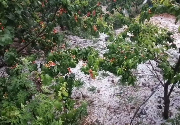 大只500夏季车厘子树苗警惕强对流天气！又一地区遭遇冰雹，损失惨重