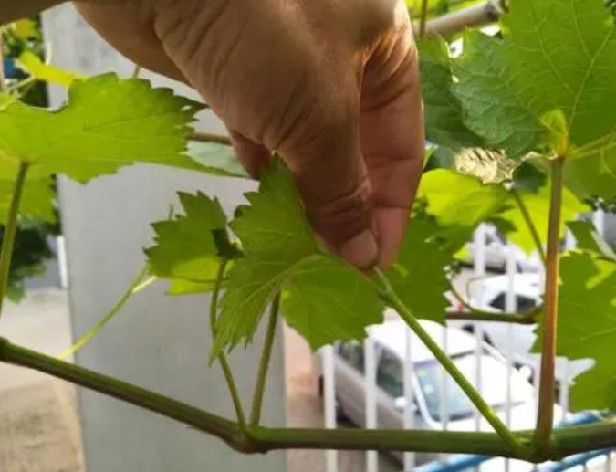 葡萄苗的副梢管理技大只500注册术！