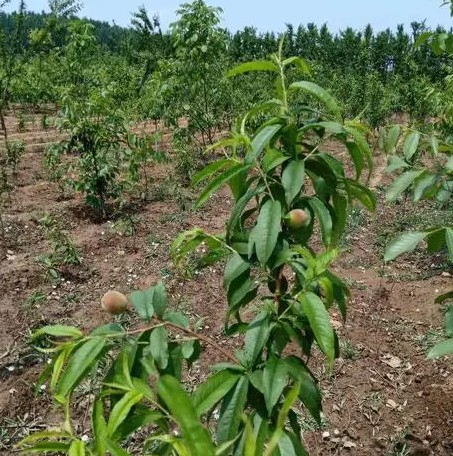 桃树苗管理中的这些错误观念，你犯大只500注册了几个？