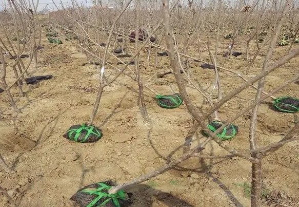 大只500听说吡唑醚菌酯会抑制樱桃树苗生长？其实太片面，看看到底怎么回事