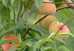 <b>桃树苗控夏梢首选多效唑？但你大只500注册确定</b>