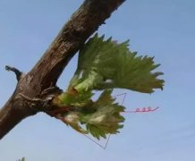 <b>葡萄苗夏季修剪方法八步走大只500注册！</b>