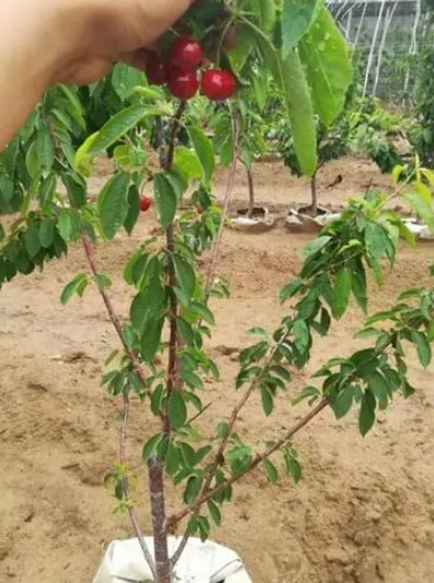 提高车厘子树苗坐果率的7种方法大只500注册！