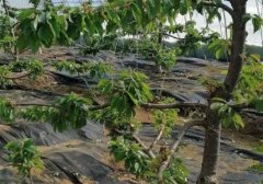<b>大棚车厘子树苗病虫大只500害，防治要通风！</b>