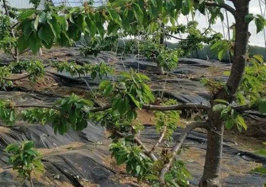 大棚车厘子树苗病虫大只500害，防治要通风！