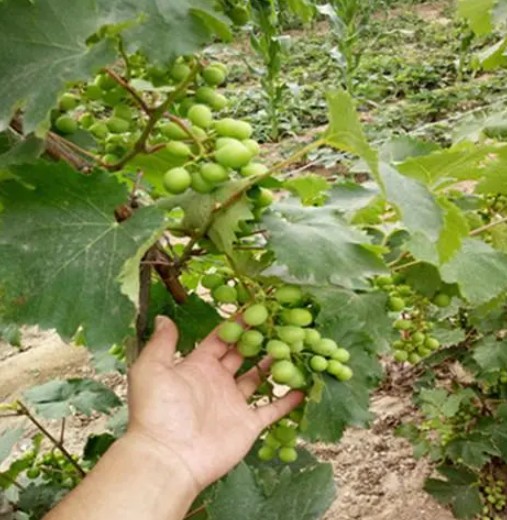 大只500葡萄苗冬季管理技术！