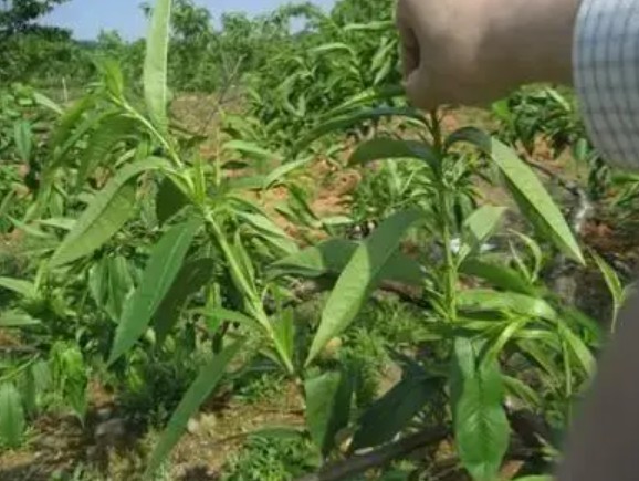 车厘子树苗摘金牌大只心和刻芽应注意啥？