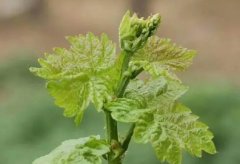 <b>大只500葡萄苗花芽分化影响因素及促花措施！</b>