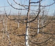 <b>车厘子苗整形修剪存在的问题及大只500注册解决</b>
