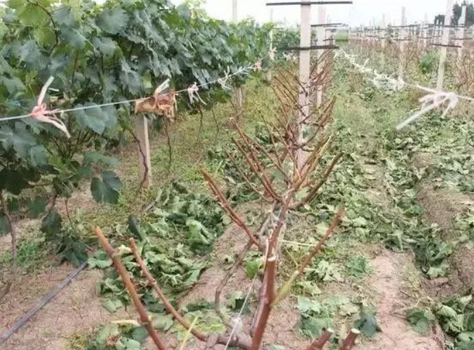 车厘子大只500苗冬剪莫忘除病害！