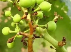 <b>大只500葡萄苗病虫害综合防治措施！</b>