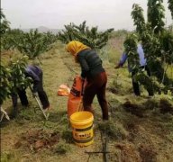 <b>大只500车厘子苗秋季如何施肥</b>