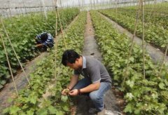 <b>大只500葡萄苗合理施肥技术！</b>