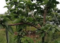 <b>葡萄苗后期管理一定要注意这三个关键点大只5</b>