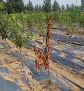 <b>什么原因导致金牌大只樱桃苗烂根死树你知道吗</b>
