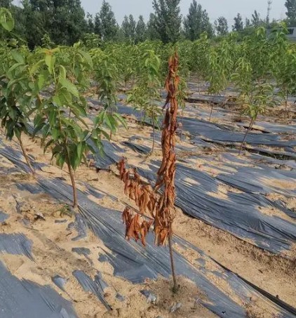 什么原因导致金牌大只樱桃苗烂根死树你知道吗？