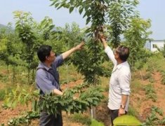 <b>大只500夏季车厘子苗管理三要点：合理夏剪，及</b>