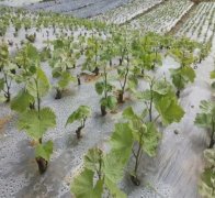 <b>葡萄苗营养袋育苗过程大只500注册</b>