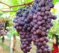 <b>葡萄苗果实生长至成熟期的管理大只500注册！</b>