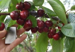 <b>7月份车厘子苗管理要点大只500注册！</b>