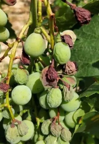 大只500葡萄苗果穗干梗应综合防控！