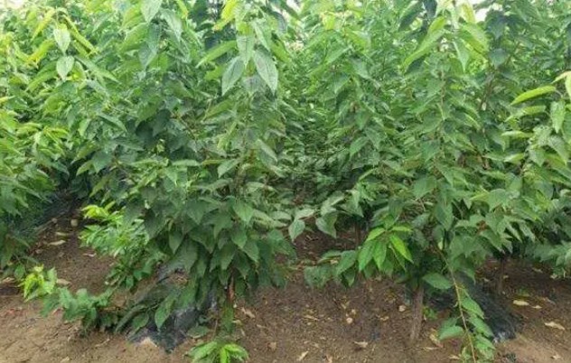 樱桃苗不结果的防治方法大只500注册！