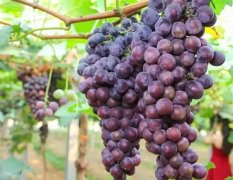 <b>葡萄苗果实成熟前大只500注册一定要注重水肥管</b>