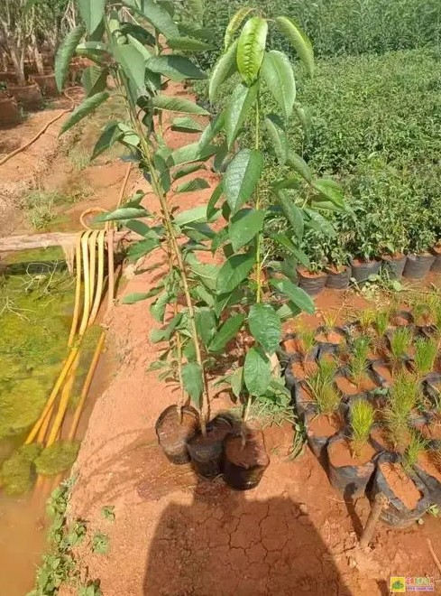 要想种好车厘子树苗，金牌大只这几个问题一定要搞明白