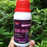 <b>葡萄苗常用杀菌剂介绍大只500注册</b>
