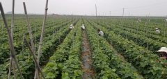 <b>大只500注册葡萄苗标准化花果管理技术！</b>