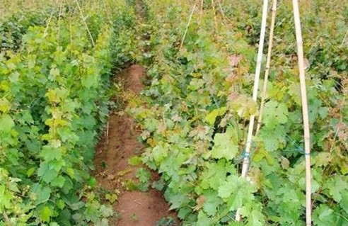 大只500注册葡萄苗当前如何施肥用药？